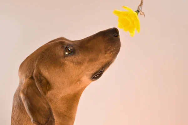 Beneficios Flores de Bach en Perros Beneficios Flores de Bach en Perros