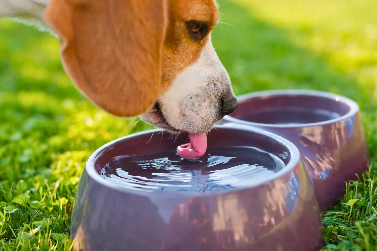 Flores Bach para Perros